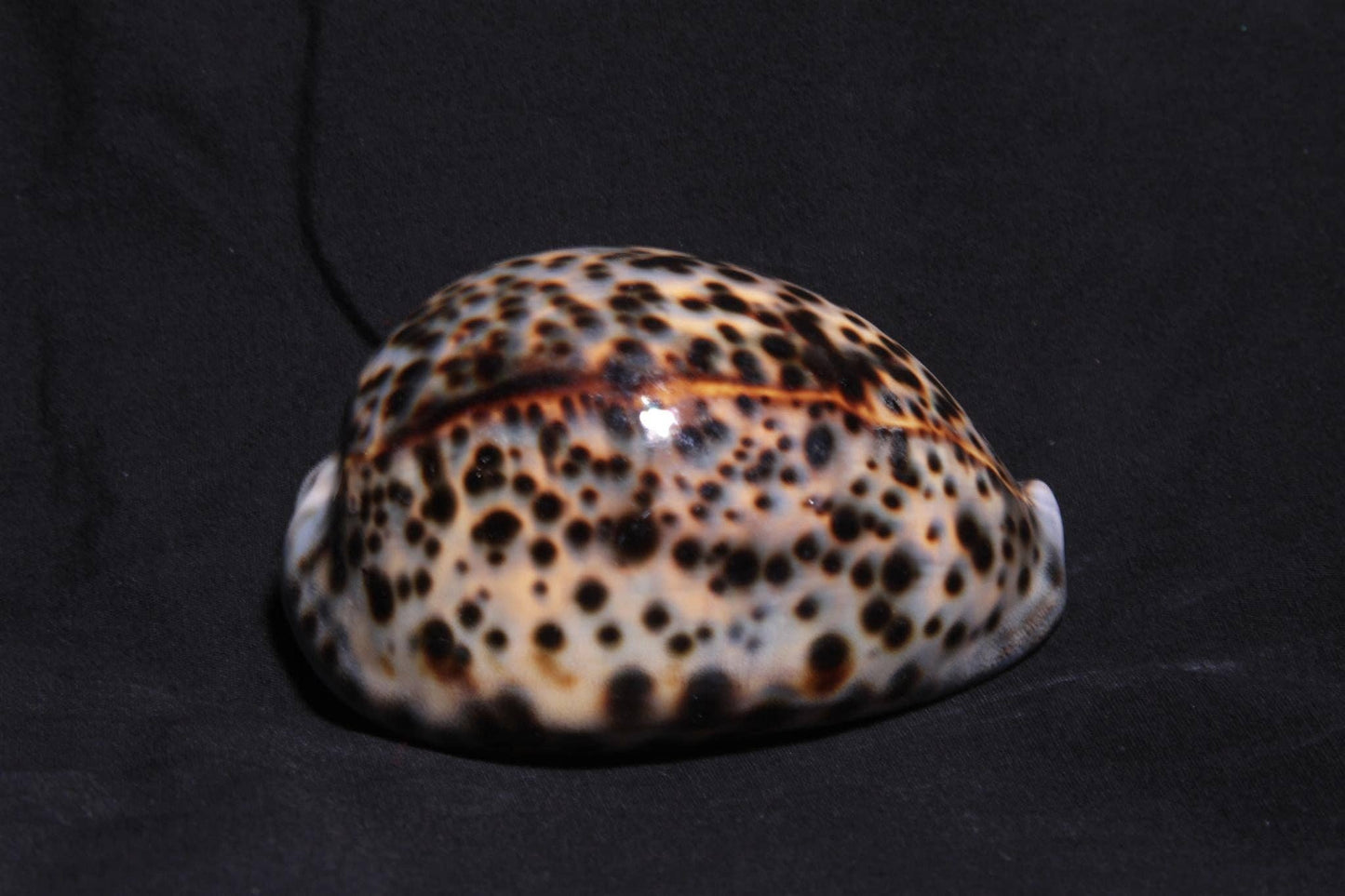 Up to 3" Cowrie Tiger