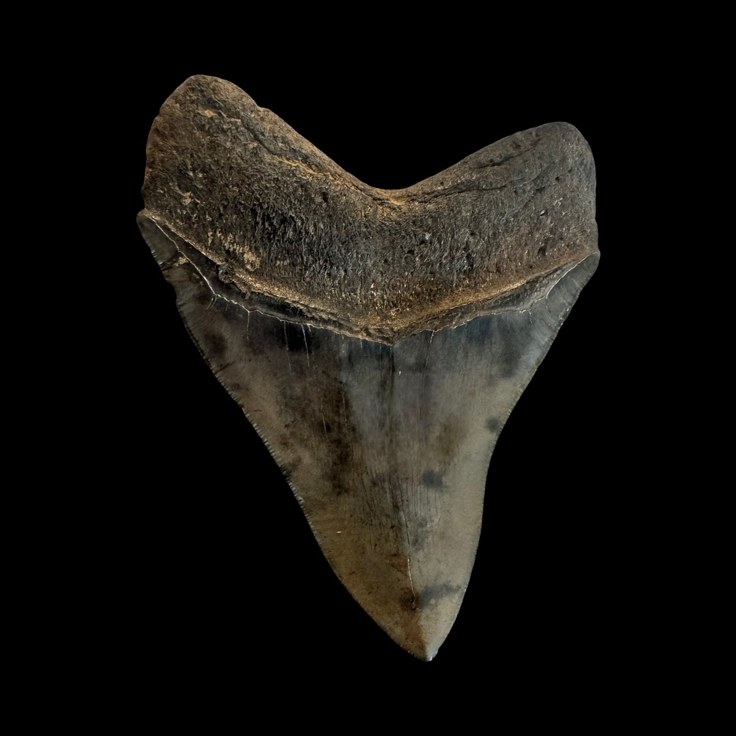 3-16 Million Year Old 5 Inch Megladoon Tooth