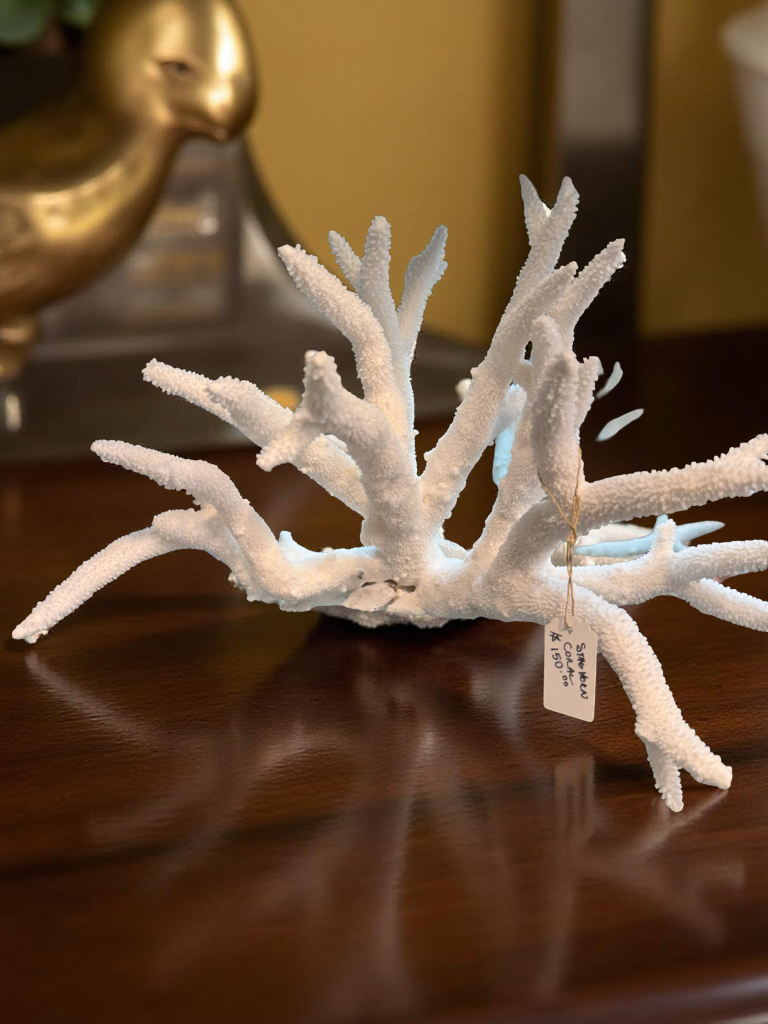 White Staghorn Coral – 8 to 10 Inches