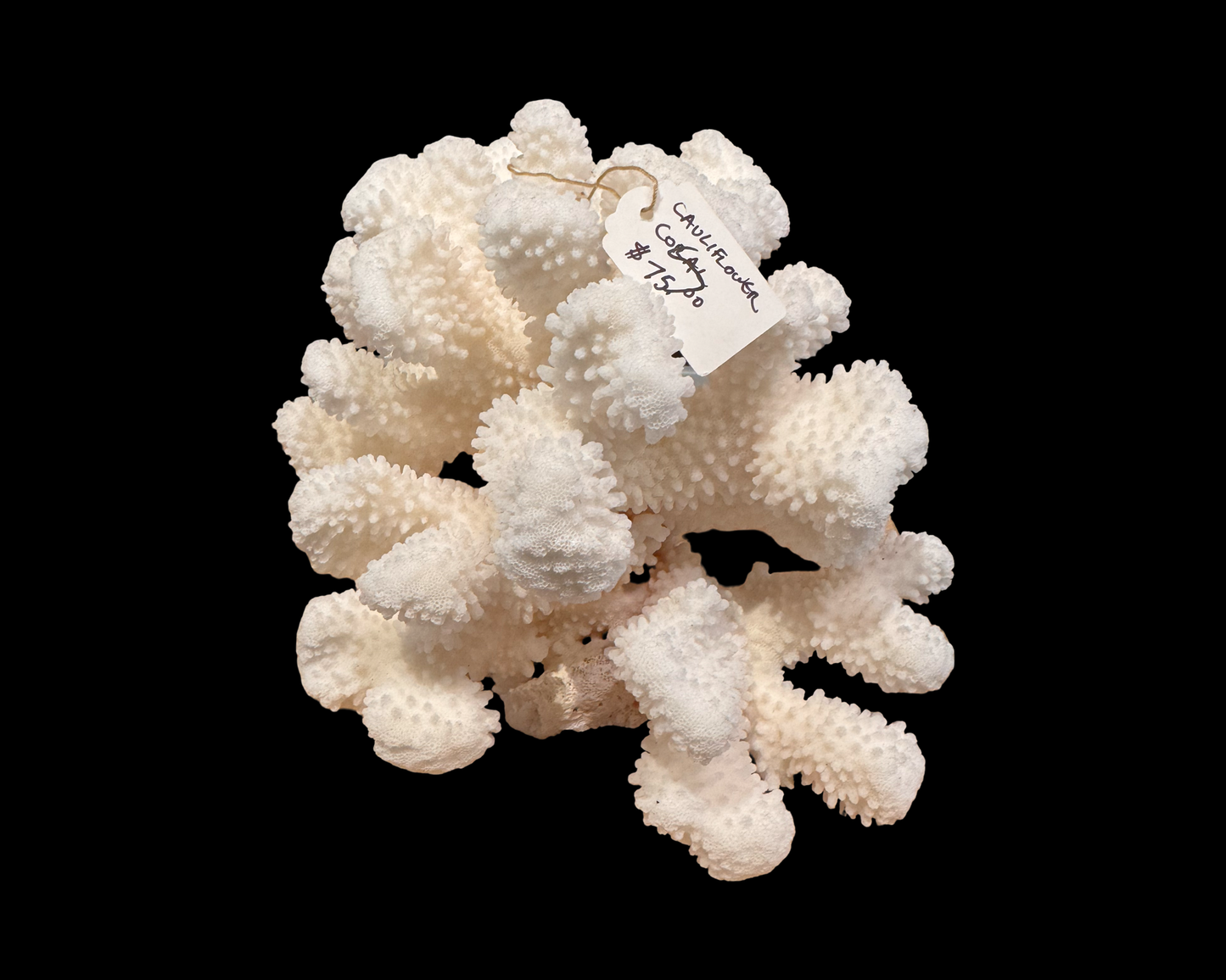 Coral