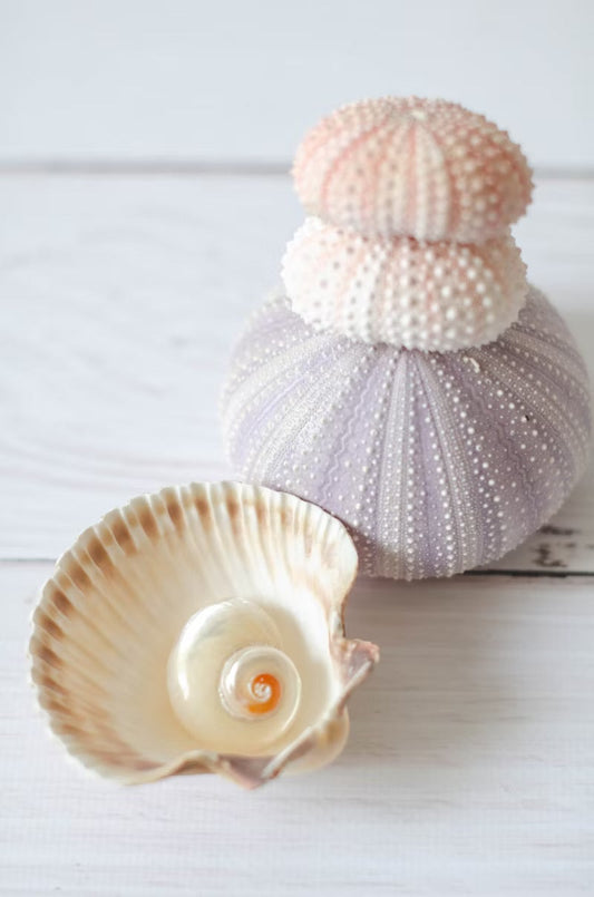 Mushroom urchin, shells, Santa Barbara 