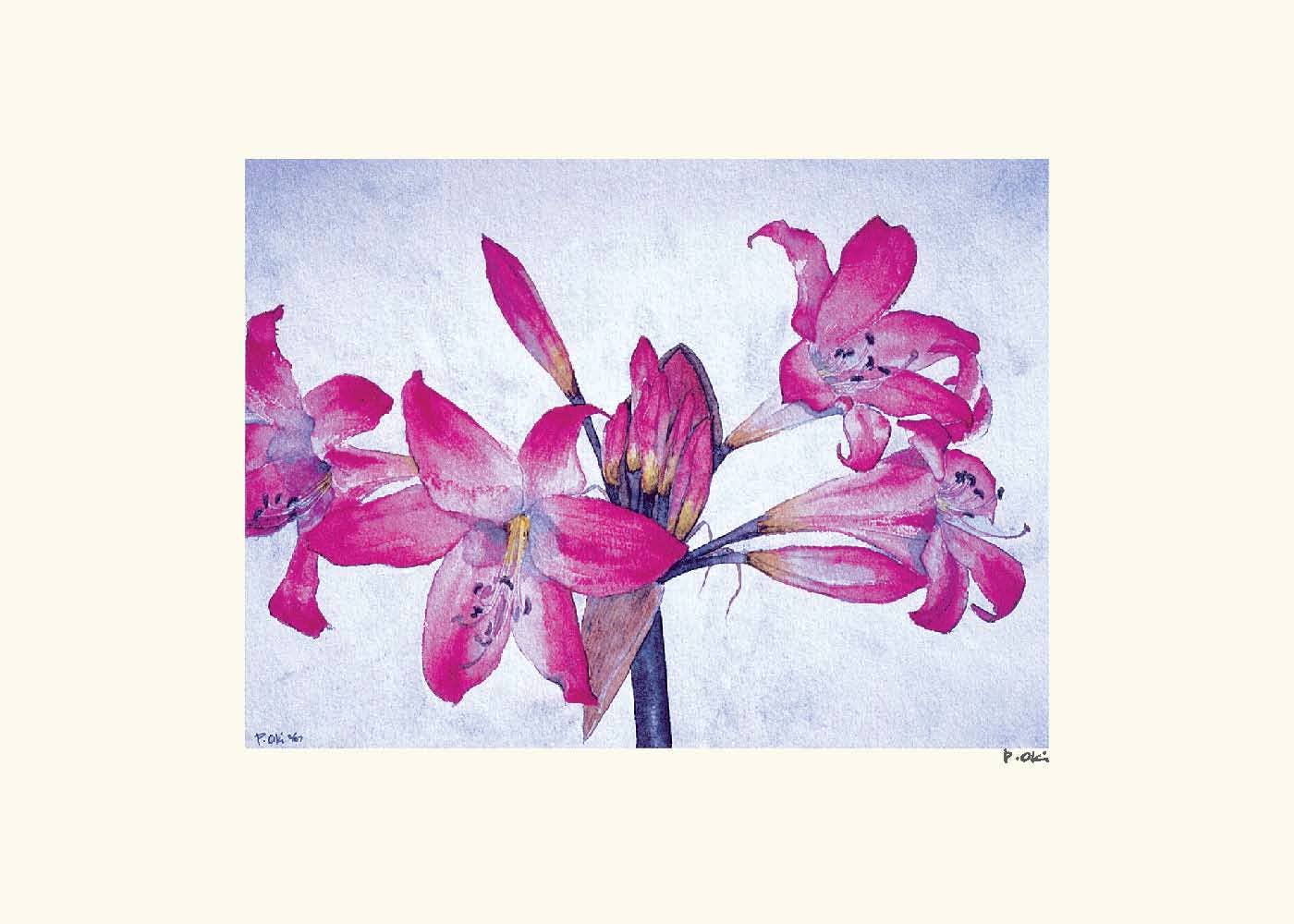 Pink Lillies