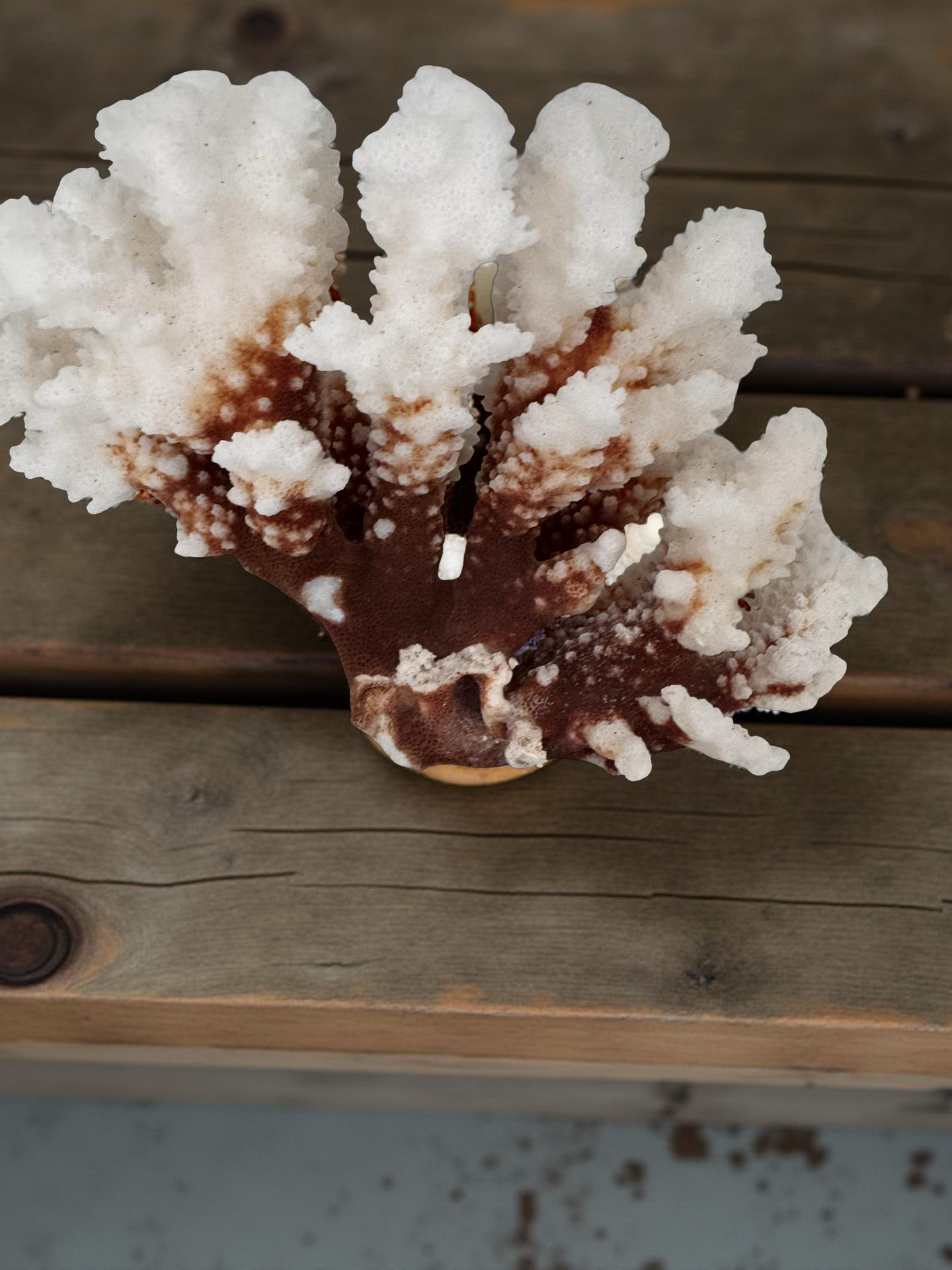 🟤 BROWN-STEM STONY CORAL (Approx. 6”)