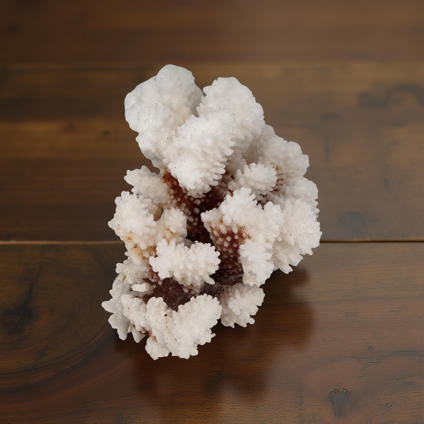 🟤 BROWN-STEM STONY CORAL (Approx. 6”)