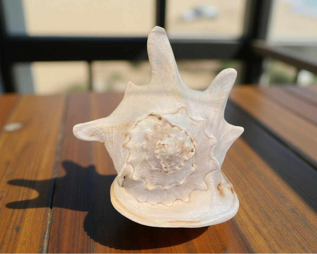 Queen’s Helmet Shell – Natural Coastal Elegance